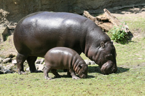 part of the project pygmy hippo photo montage hippo berlin1