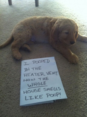Some of the Funniest Dog Shamings Ever