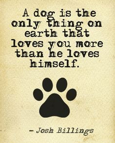 We love this beautiful dog quote, see more photos on our blog http ...