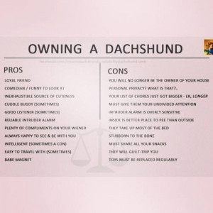 Owning a Dachshund - Pros/Cons So True!! 