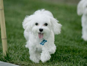 Cute Poodle Puppy | Funny Jokes, Videos, Quotes and Pictures online ...