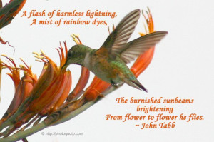 flash of harmless lightning, A mist of rainbow dyes, The burnished ...