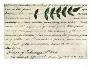 -Clark-s-Sketch-of-an-Evergreen-Shrub-Leaf-in-the-Lewis-and-Clark ...