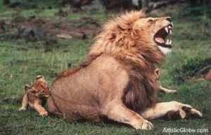 funny-cute-animal-pics-lion-cub-biteing-dad-picture-images