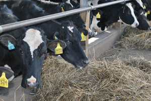 Dairy Farming Quotes Organic dairy farm click