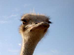 baby ostrich source http quoteko com babyostrichwallpaperpicture html