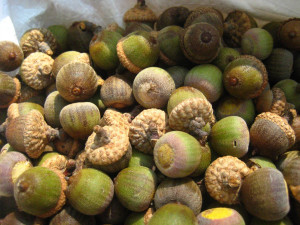 ... source http quoteko com oak trees and acorn types bobklips treeflowers