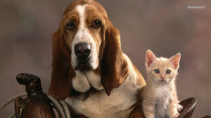Basset Hound and kitten wallpaper 1366x768