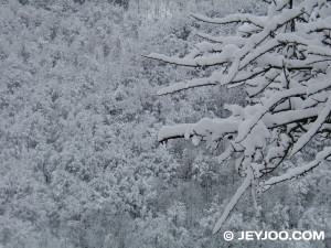 Snow Falling On Cedars