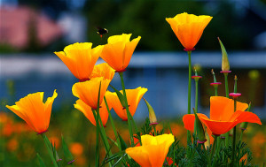 Friday Flower - California Poppy