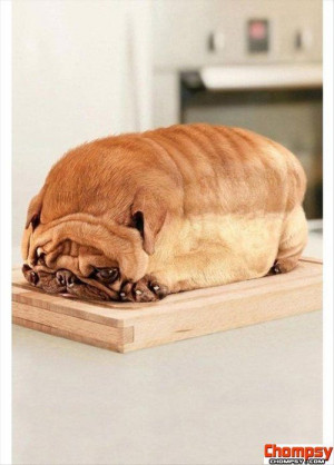 pug dog loafunny photos of bread