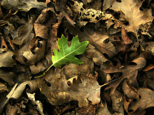 Turn_over_a_new_leaf_by_kathan1.jpg