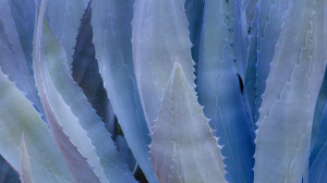 Close-up of a blue agave plant (© Don Paulson Photography/Superstock ...