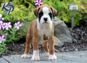 Boxer Cute Puppy Pictures Html