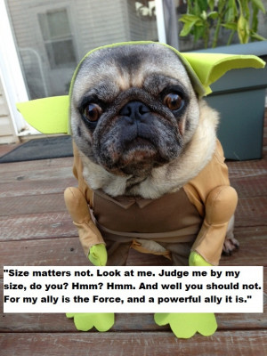 Funny Pug Quotes #pugs