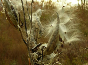 The sun, with all those planets revolving around it and dependent on ...