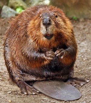 beaver pictures images quotes picture