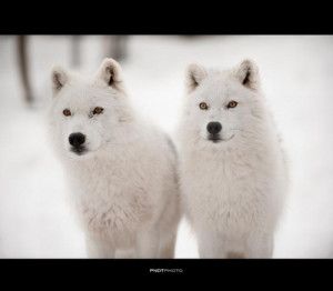 Bed Cat Chat Cute Image Favim