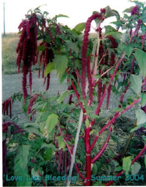 Love Lies Bleeding Green These grew to 5' that year