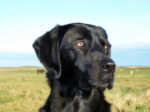 head size - Lab Dog Park - Black Labrador