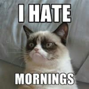 Angry cat hates mornings
