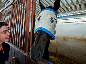 Funny Horse Cartoon Face