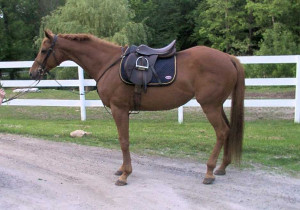 Discuss Hunter/Jumper available at the Horse Classifieds forum - Horse ...