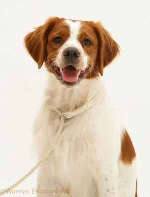 WP13253 Brittany Spaniel dog lying.