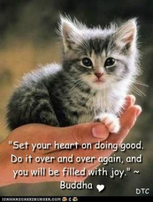 cute kitty # Buddha # QuotesAwww, Wild Animal, Buddha Quotes, Kitty ...