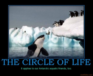 THE CIRCLE OF LIFE - It applies to our Antarctic aquatic friends, too.