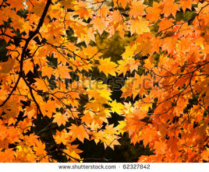 fall maple leafs illuminated by sun natural background - stock photo ...