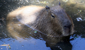 set of beaver teeth fossils were found in Oregon that signify the ...
