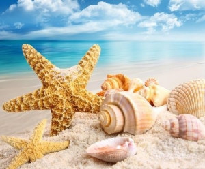 Pretty Shells & Starfish on the Beach