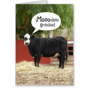 Funny Pictures on Funny Spanish Speaking Cow Thank You Card From ...