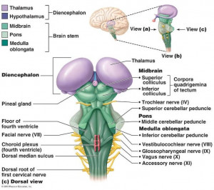 ... (purple).: Nervous System, Brain Stems, The Brain, Central Nervous