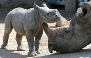 Western Black Rhino Officially Declared Extinct....