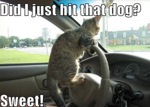 Animals :: Cat Driving Car Funny Picture