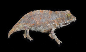 Bearded Pygmy Chameleon Bearded Pygmy Chameleon