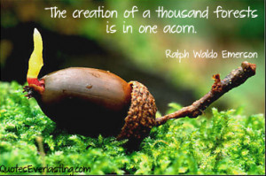 creation of thousands of forests is in one acorn ralph waldo emerson ...
