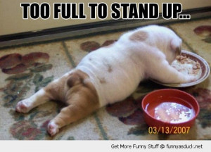 fat dog lying animal feeding eating sleep stand up funny pics pictures ...