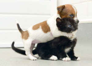 Puppy, Kitten Think They Are 'Sisters': Buttons The Jack Russell ...