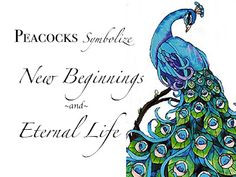 Keep calm and love peacocks