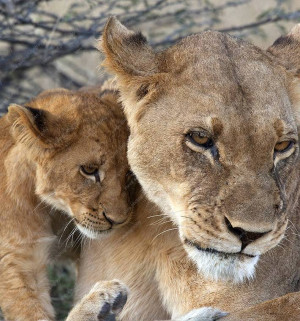 Lioness Protecting Her Cubs