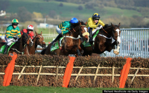 ... Horse Death Quotes At Cheltenham Festival Attacked For Being 'Callous