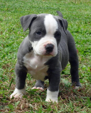 All Graphics » BLUE PIT BULL