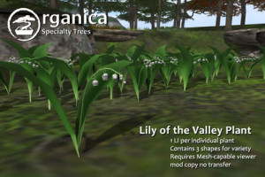 Organica ] Lily of the Valley Plant