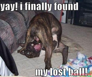 funny-dog-pictures-found-lost-ball