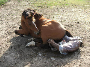 ФОТОГРАФИИ ЛОШАДИ ОТ ЗАЧАТИЯ ДО ...