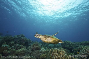 Green Sea Turtle in Apo Island. 07/11/2013 © Steve De Neef ...