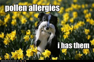 Seasonal Allergies Funny Allergies Pict